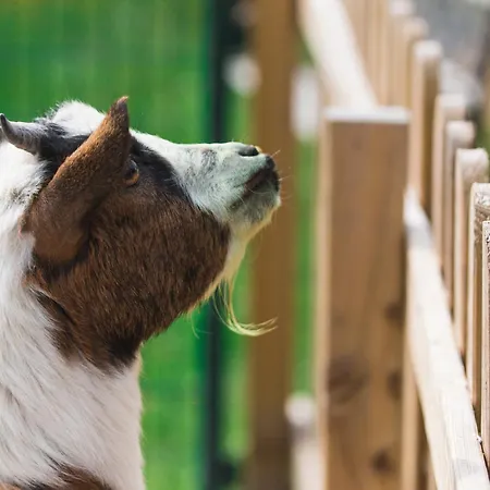 Bed & Breakfast Mariebel' *